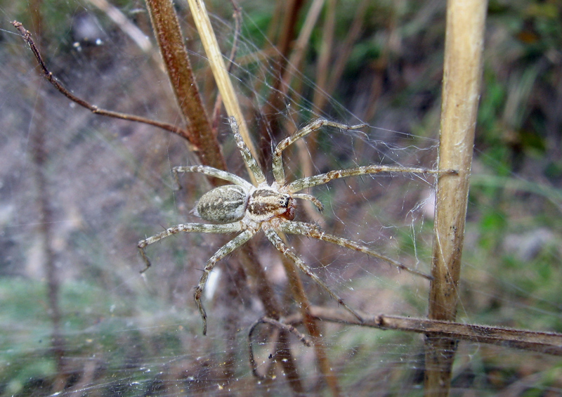 Argiope e Agelena